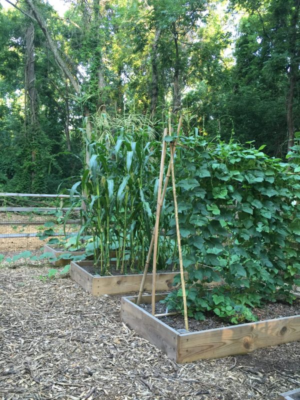 Cherokee-Vegetable-Garden